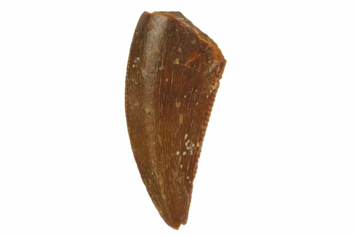 Raptor Tooth - Real Dinosaur Tooth #135175